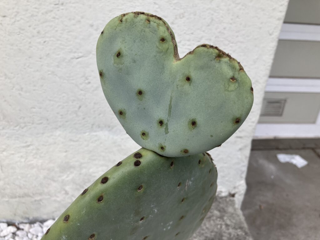 cactus heart