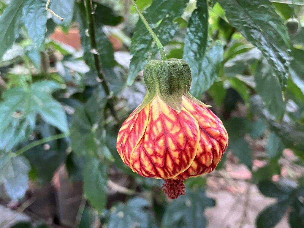 Beautiful variegated flower droplet.