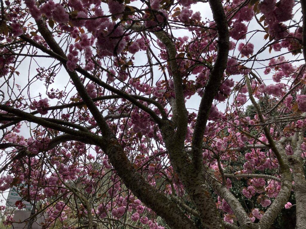 Cherry blossoms