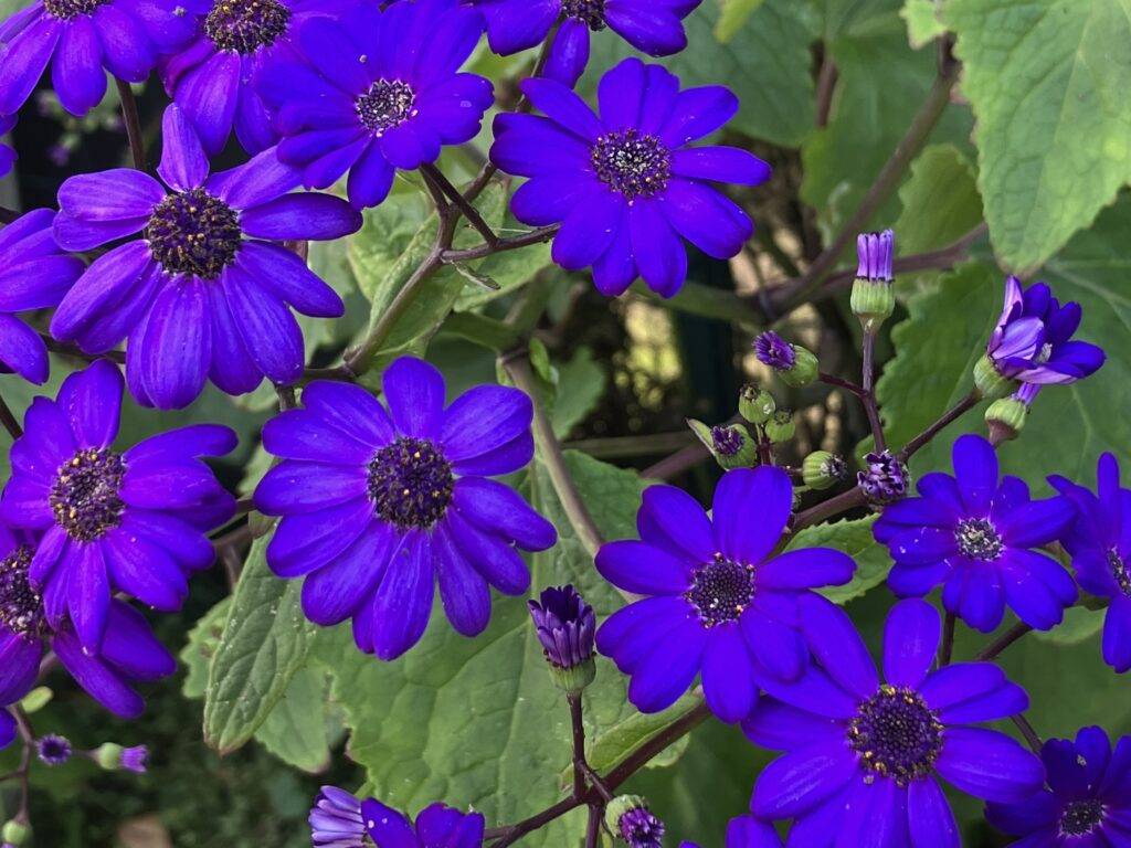 Gorgeous deep purple cineraria