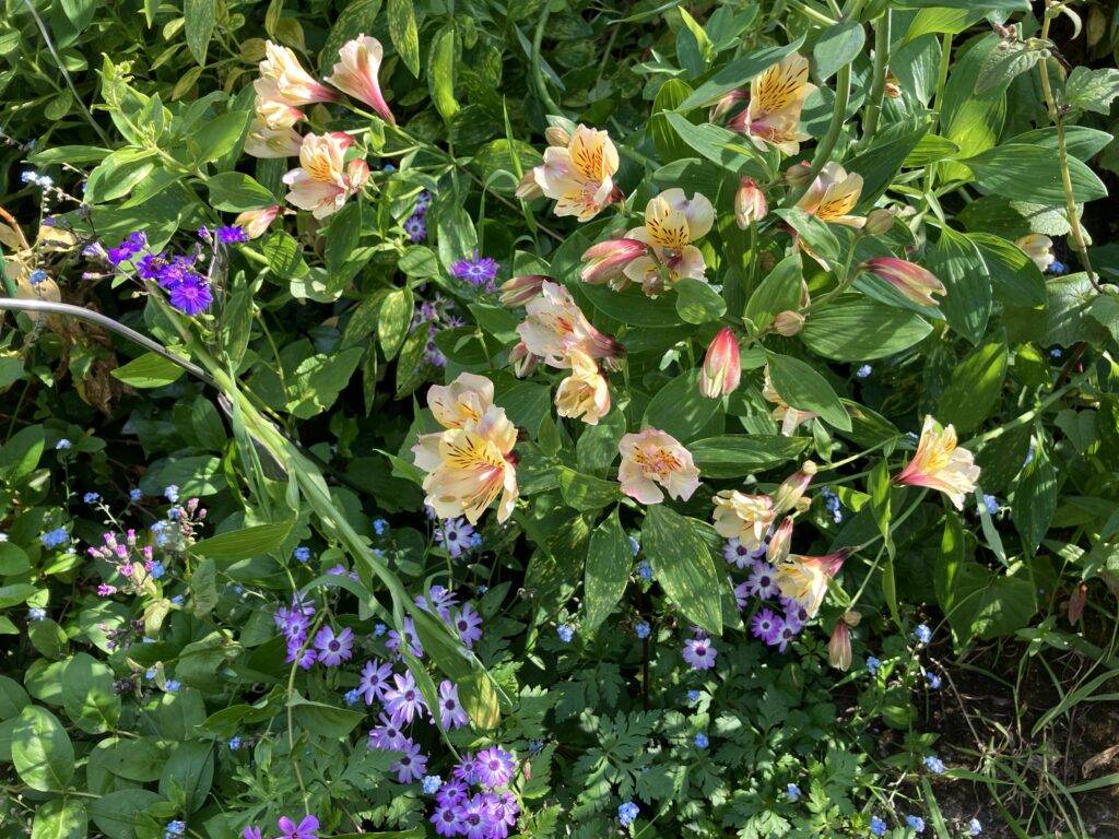 Yellow astrelmaria and purple friends