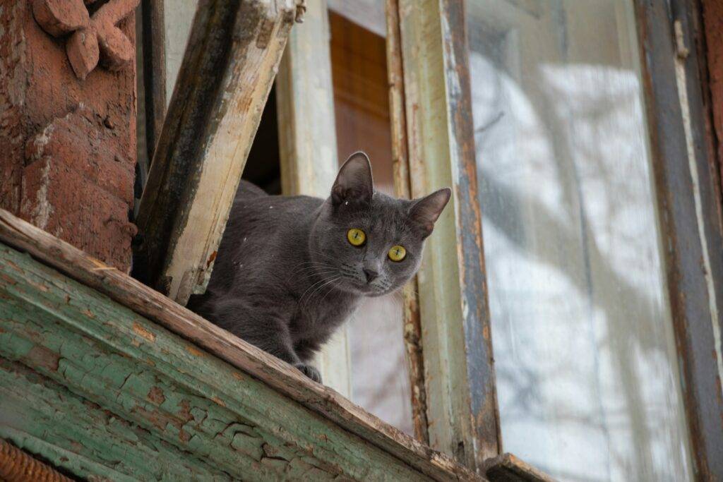 Curious cat emerging from window
