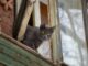 Curious cat emerging from window