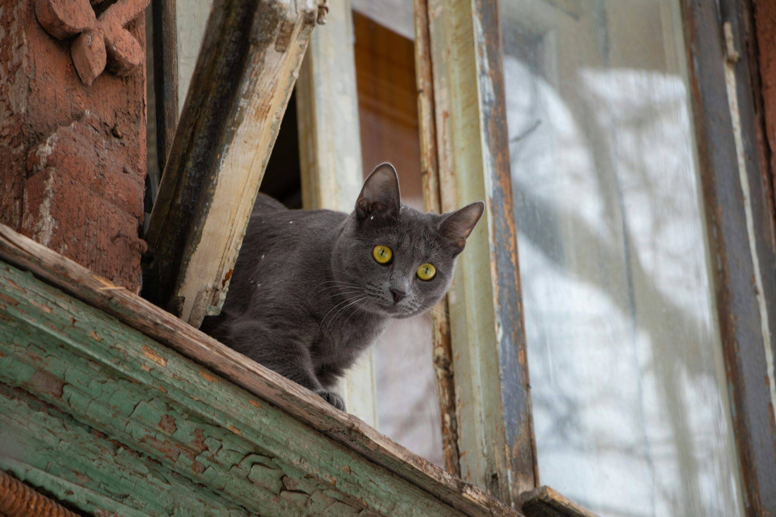 Curious cat emerging from window