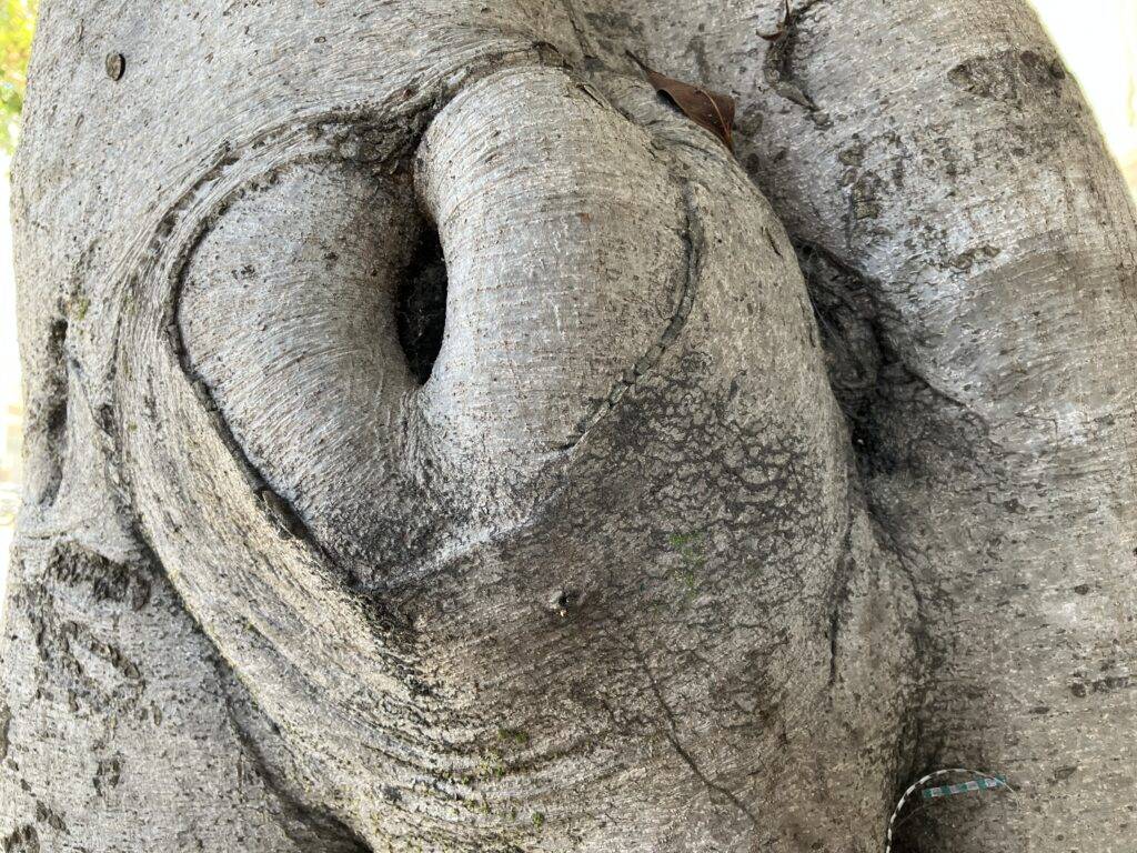 Heart gnarl in a tree