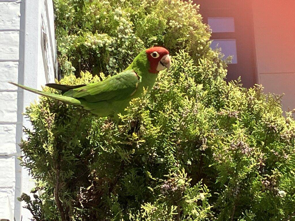 They used to all congregate on Telegraph Hill, but they've migrated. Just amazing.