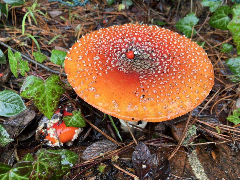 Giant orange mushroom cap growing in an untended garden.
