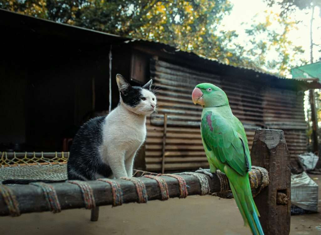 cat and bird size each other up