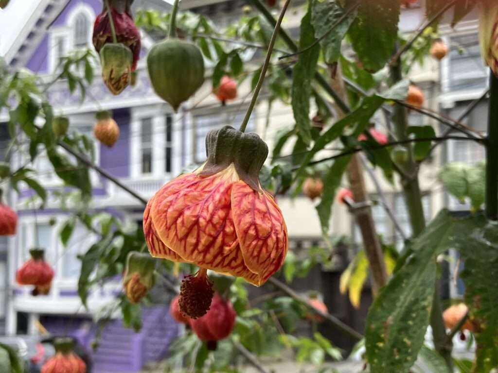 Lantern flower