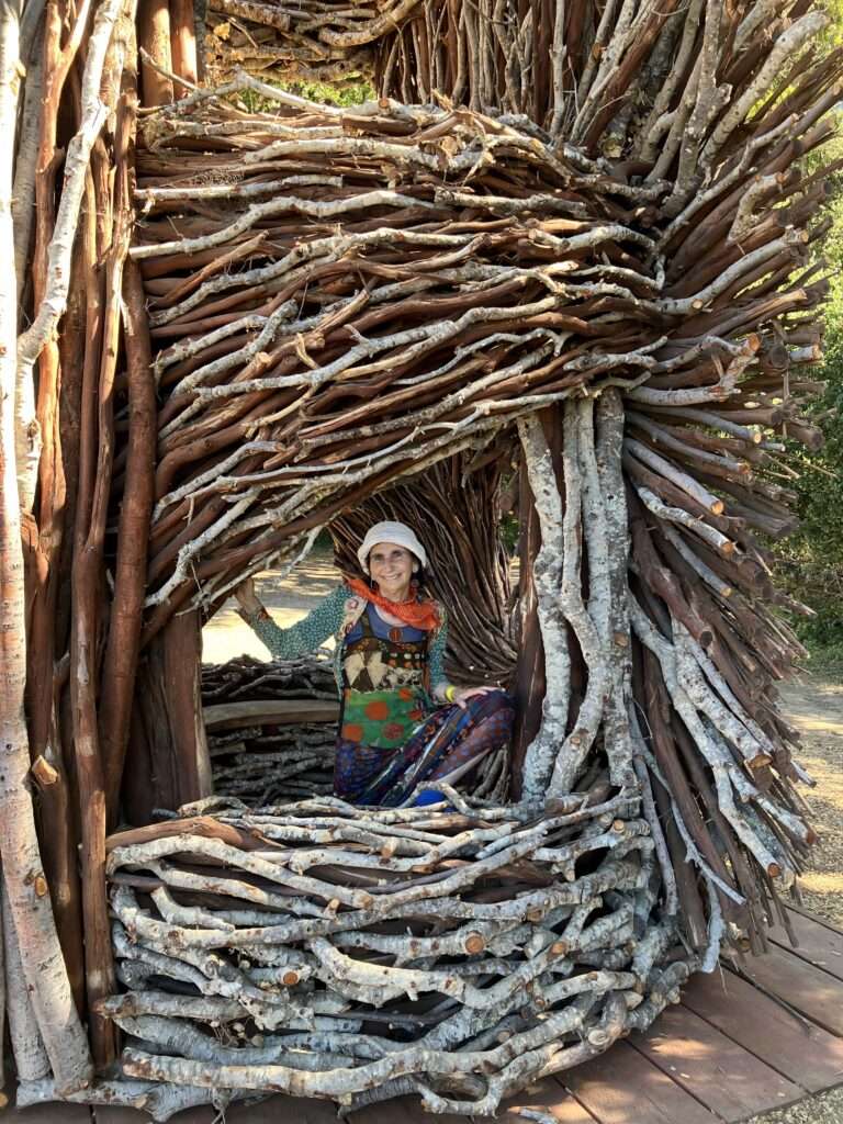 Nest in a forest.