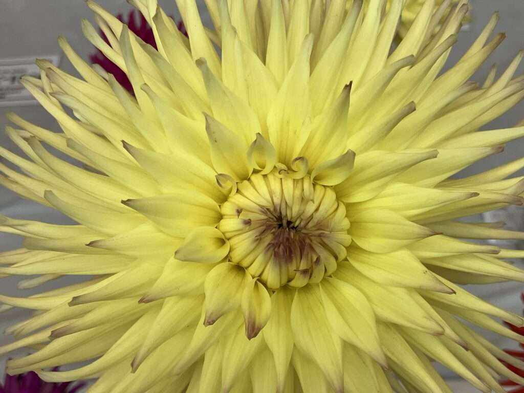 Yellow dahlia