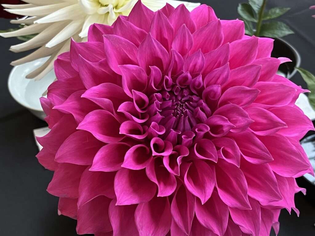 Hot pink dahlia