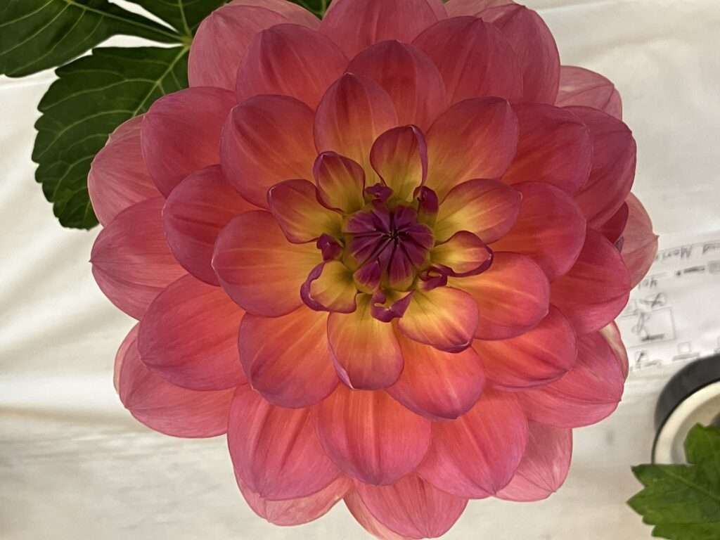Peachy pink with yellow dahlia